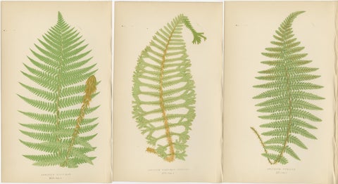 Antique Hand-Colored Fern Prints, Aspidium Filix-Mas Series, Botanical Art 1868, view 5
