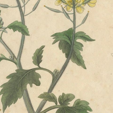 Antique Mustard Botanical Print, Sinapis Alba & Nigra, c.1831, close-up 5