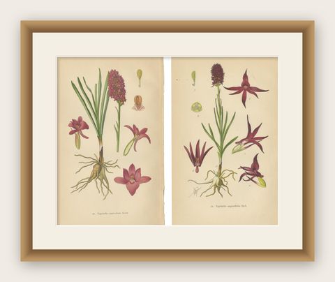Nigritella Nuances: Botanical Portraits of Alpine Orchids from 1904, shown framed