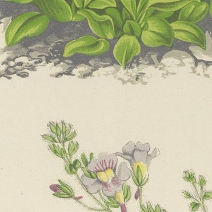 White Cupflower and Hairy Toadflax, Hand-Coloured Botanical Print, 1874, close-up 6