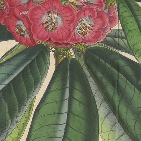 Antique Botany Print of The Rhododendron Barbatum, 1849, close-up 2