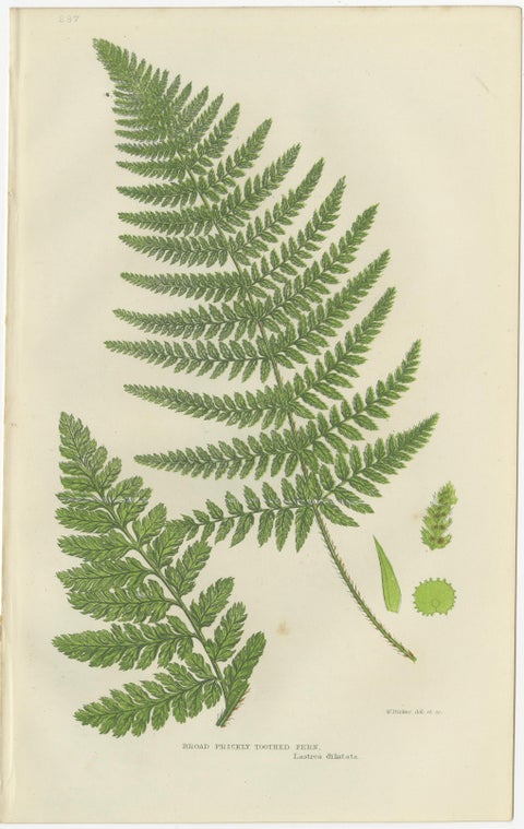 European Quillwort and Creeping Pillwort, Botanical Triptych, 1873, view 4