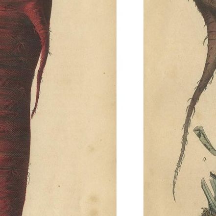 Antique Root Vegetable Lithographs, Beets, Carrots, Turnips, Calwer 1852, close-up 1