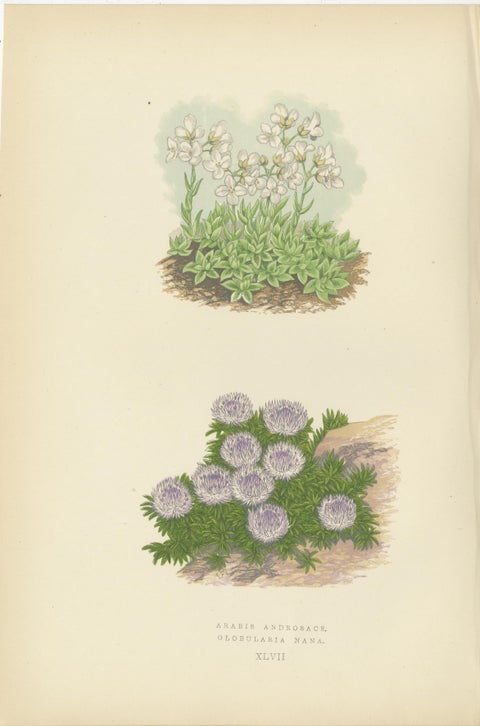Alpine Botanical Lithograph Quartet: Micomeria, Edelweiss, Primula, and Arabis, view 3