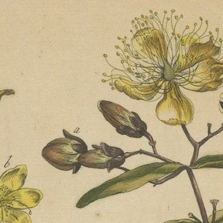 Exquisite 1755 St. John's Wort Botanical Engraving by Philip Miller, close-up 4