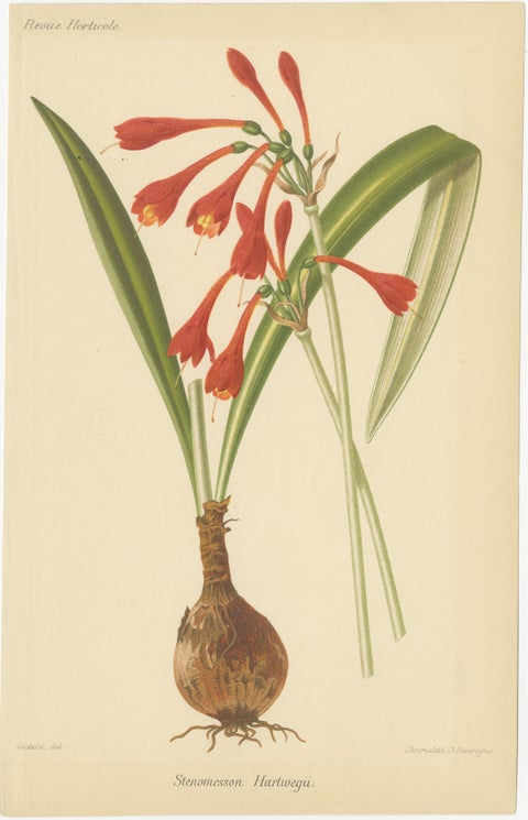 Exotic Splendor: Hartweg's Sage, Flaming Torch, and Melinoni's Bromeliad, c.1855, view 2
