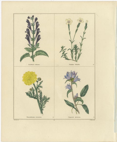 Pair of Hand-Colored Botanical Engravings of Wild & Garden Flowers, London 1828, view 2