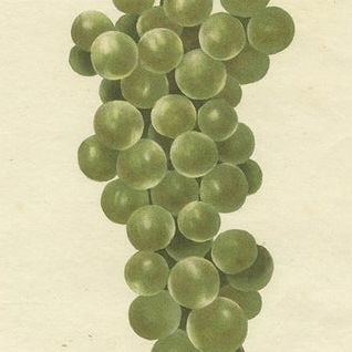 Set of Three Antique Prints of Various Green / White Grape Varieties, 1821, close-up 1