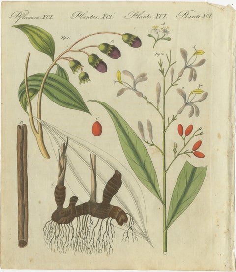 Exquisite Hand-Colored Botanical Engraving with Medicinal Plants, 1805, view 2