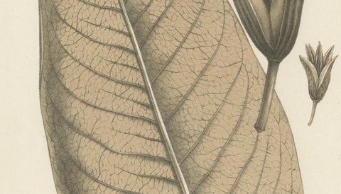 Large-Leaf Rhododendron Botanical Illustration by Louis van Houtte, 19th Century, close-up 1
