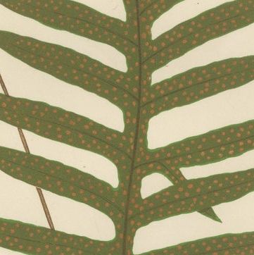 Antique Victorian Fern Botanical Prints, Polypodium Decorative Study Set 1856, close-up 2