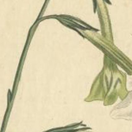 Antique Print of Nicotiana Undulata or New-Holland Tobacco Plant, 1803, close-up 1
