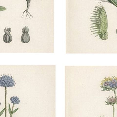 Set of 8 English Botanical Prints 1902, Teasel & Scabious, Sowerby, close-up 2