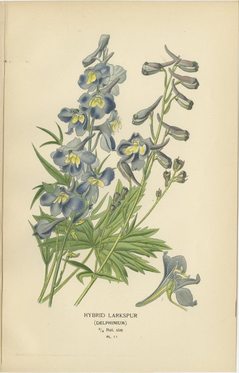 Botanical Elegance: A Triptych of Garden and Greenhouse Splendors, 1896, view 4