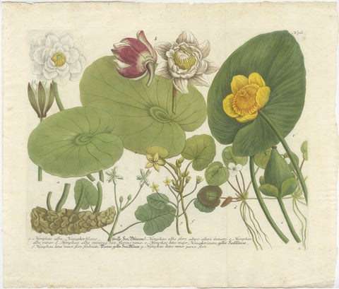 Aquatic Elegance: Water Lilies and Pond Plants in 18th Century Engraving, 1748, view 2