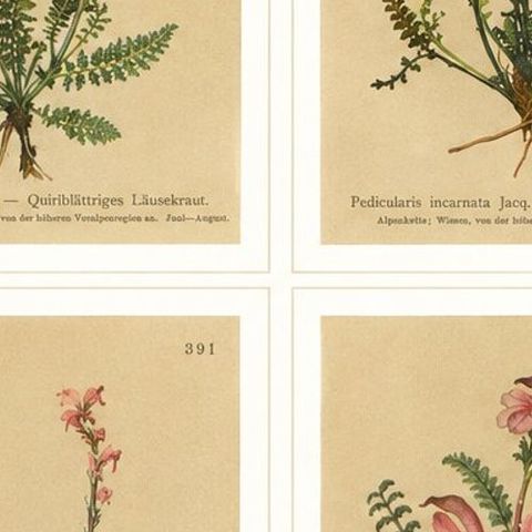 Eight Small Original Antique Pedicularis Wildflower Prints from the Alps, 1897, close-up 2
