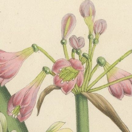 Antique Flower Lithograph of Purple and Yellow Wilcannia Lilies, 1856, close-up 1