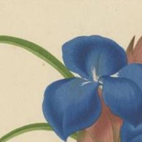 Antique Print of a Handcolored Blue Tillandsia Plant, C.1878, close-up 1
