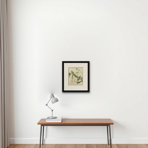 Botanical Illustration of Sonchus Oleraceus or Common Sow Thistle, 1822, shown framed on a wall, true to size