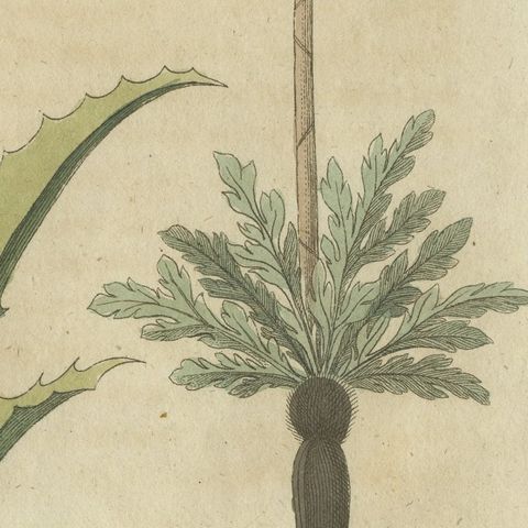 Flowering Aloe with Umbellifer, Antique Bertuch Print, circa 1805, close-up 1