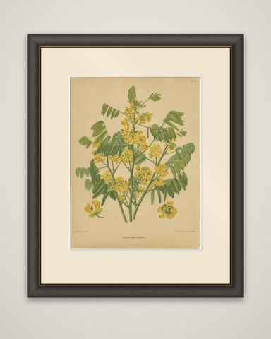 Antique Flower Print of the Senna Marilandica, 1879, shown framed