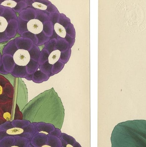 Set of 4 Antique Botany Prints, Purple, by Brooks 'c.1870', close-up 1