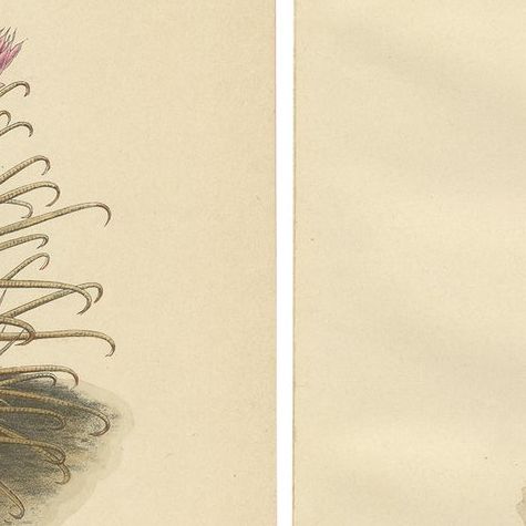 Set of 2 Decorative Antique Cactus Prints, circa 1910, close-up 1
