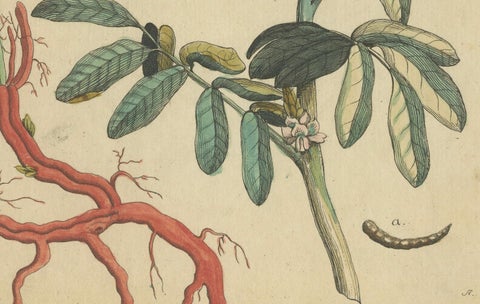 Antique Handcolored Engraving of Medicinal Plants, c.1800, close-up 2