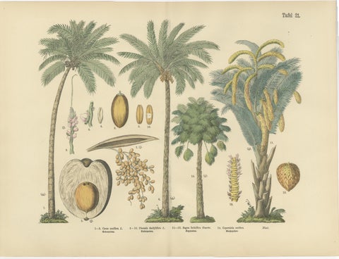 Antique Palm Tree Botanical Print, Exotic Tropical Plate, German Atlas 1885, view 3