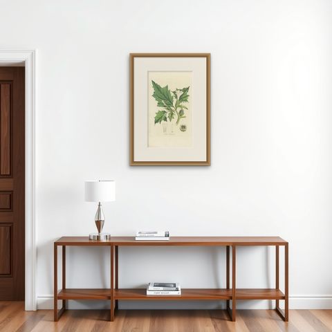 Antique Botany Print of Datura Stramonium by Curtis 'circa 1817', shown framed on a wall, true to size