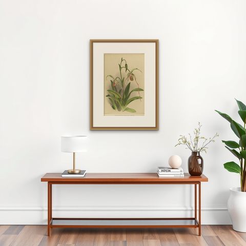 Antique Botanical Print, Exotic Orchid Selenipedium Hybridum Grande, c.1888, shown framed on a wall, true to size