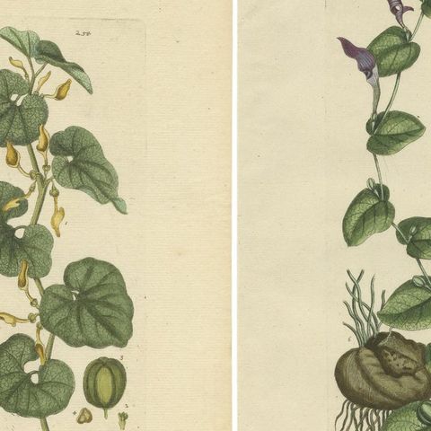Set of 5 Antique Botany Prints, Aristolochia Species, close-up 1