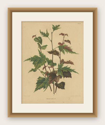 Antique Flower Print of the Betula Pubescens, 1879, shown framed