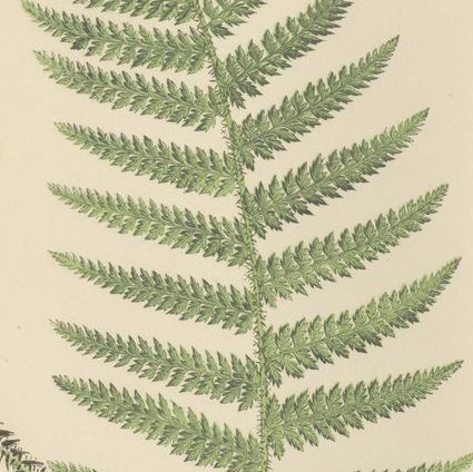Antique Hand-Colored Fern Prints, Aspidium Species, 19th Century Botanical Art, close-up 2