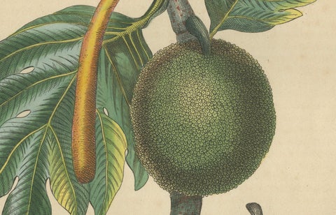 Artocarpus incisa (Breadfruit Tree), Hand-Colored Botanical Engraving, ca. 1825, close-up 4