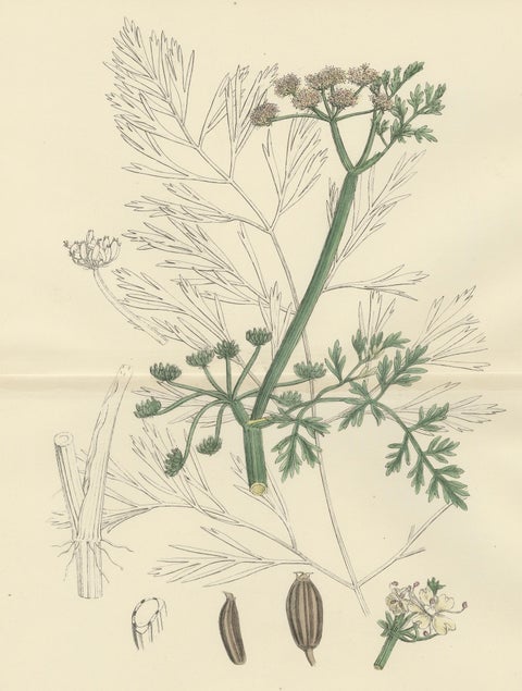 Antique British Botanical Print of River Water-Dropwort, Hand-Colored, c.1902, close-up 2