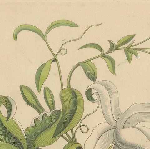 Antique Vanilla Botanical Print, Vanilla Aromatica, Hand Colored, c.1831, close-up 4