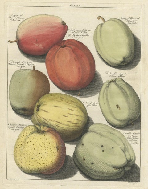Old Original Hand-Colored Engraving of Various Apples, 1758, close-up 1