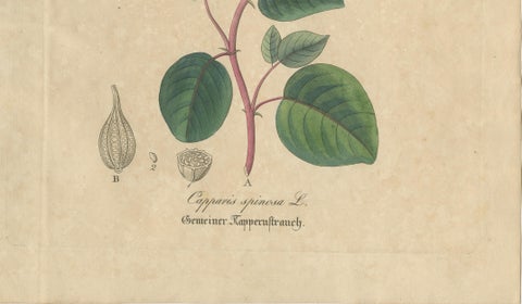 Antique Caper Botanical Print, Capparis Spinosa, Hand Colored, c.1831, close-up 3