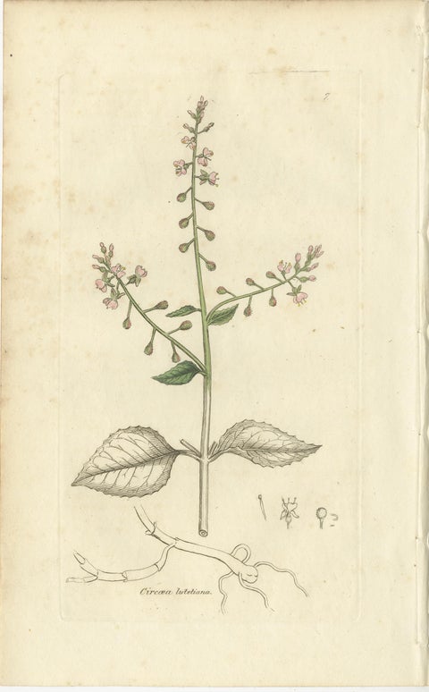 Eight Antique Botanical Plates: Glasswort, Horsetail, Privet & More, c.1830, view 8