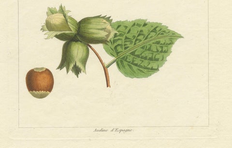 Botanical Print: Common & Spanish Hazelnut, Le Jardin Fruitier, 1821, close-up 3