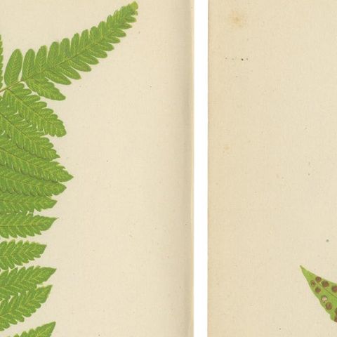 Antique Set of Botanical Fern Prints– Aspidium Articulatum & Aspidium Coadunatum, close-up 1