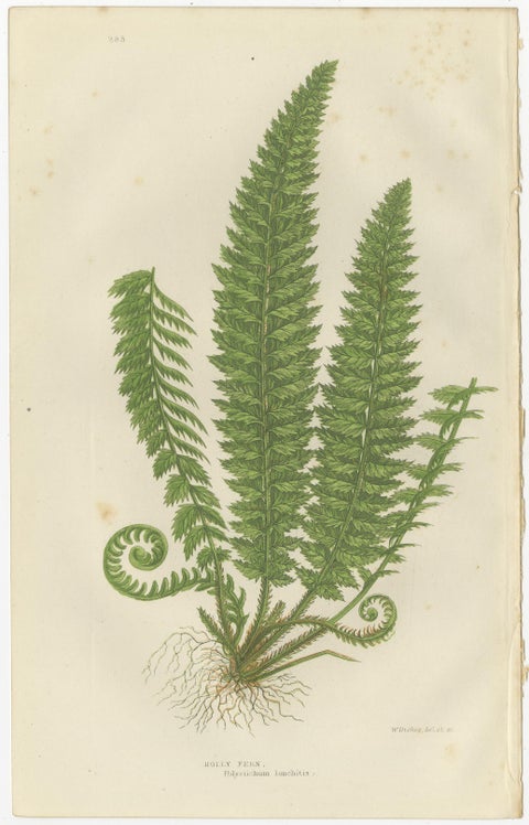 Holly Fern, Common Prickly Fern and Angular-leaved Prickly Fern, Triptych, 1873, view 2