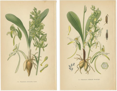 Vintage Orchids Published in 1904: A Study of Platanthera Species, 1904, view 4