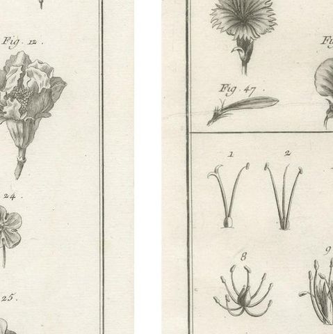 Pair of Antique Botanical Engravings, Tournefort & Linnæus Systems, ca. 1770, close-up 4