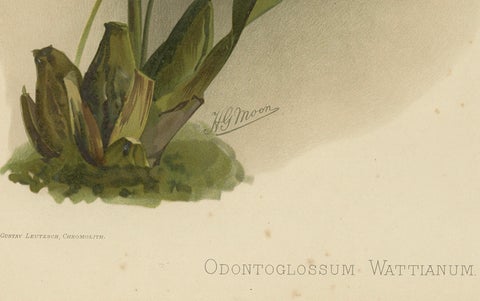 Antique Botanical Print, Exotic Orchid Odontoglossum Wattianum, c.1888, close-up 3