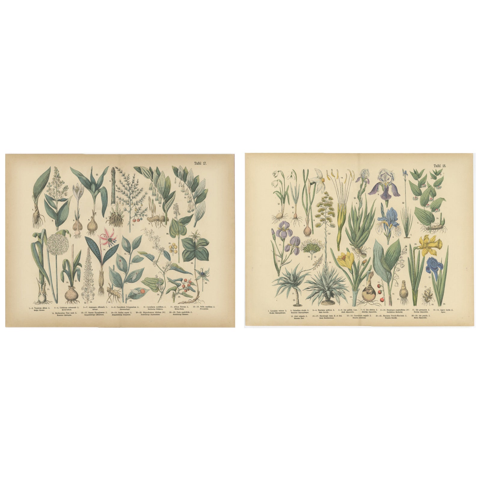 Antique German Botanical Atlas Plates, Tafel 17 to 18, Lilies & Irises, 1885