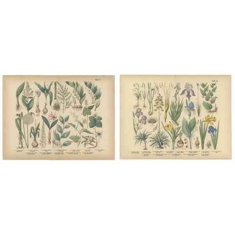 Antique German Botanical Atlas Plates, Tafel 17 to 18, Lilies & Irises, 1885
