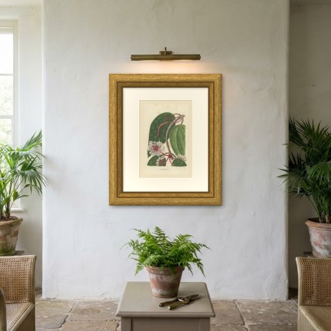 Hoya Macrophylla, Wax Plant in Flower Chromolithograph, 1859, shown framed on a wall, true to size