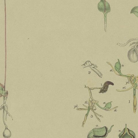 Antique Botany Print of the King-in-his-Carriage & Glossy-Leaved Hammer Orchid, close-up 2